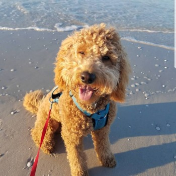 playful Mini Goldendoodle dog playful Mini Goldendoodle